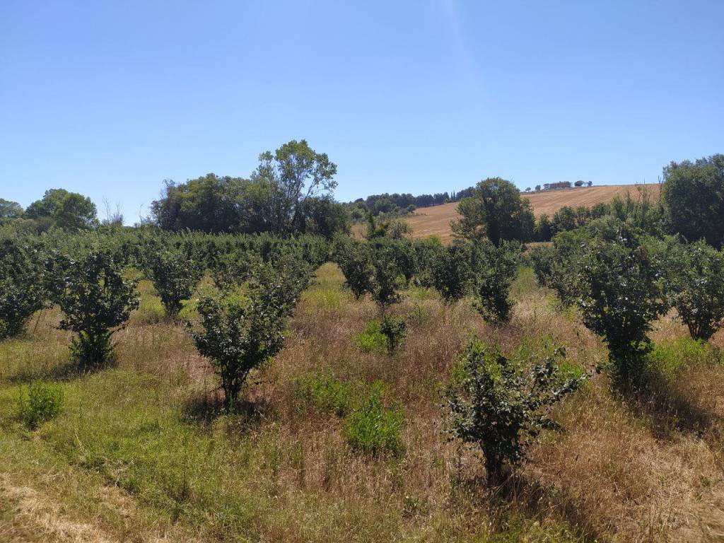 Terreno a Recanati in Contrada Ricciola - Foto 4