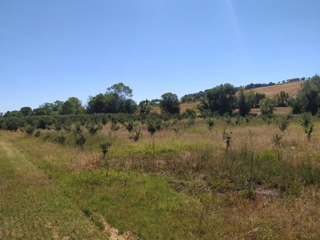 Terreno a Recanati in Contrada Ricciola - Foto 5