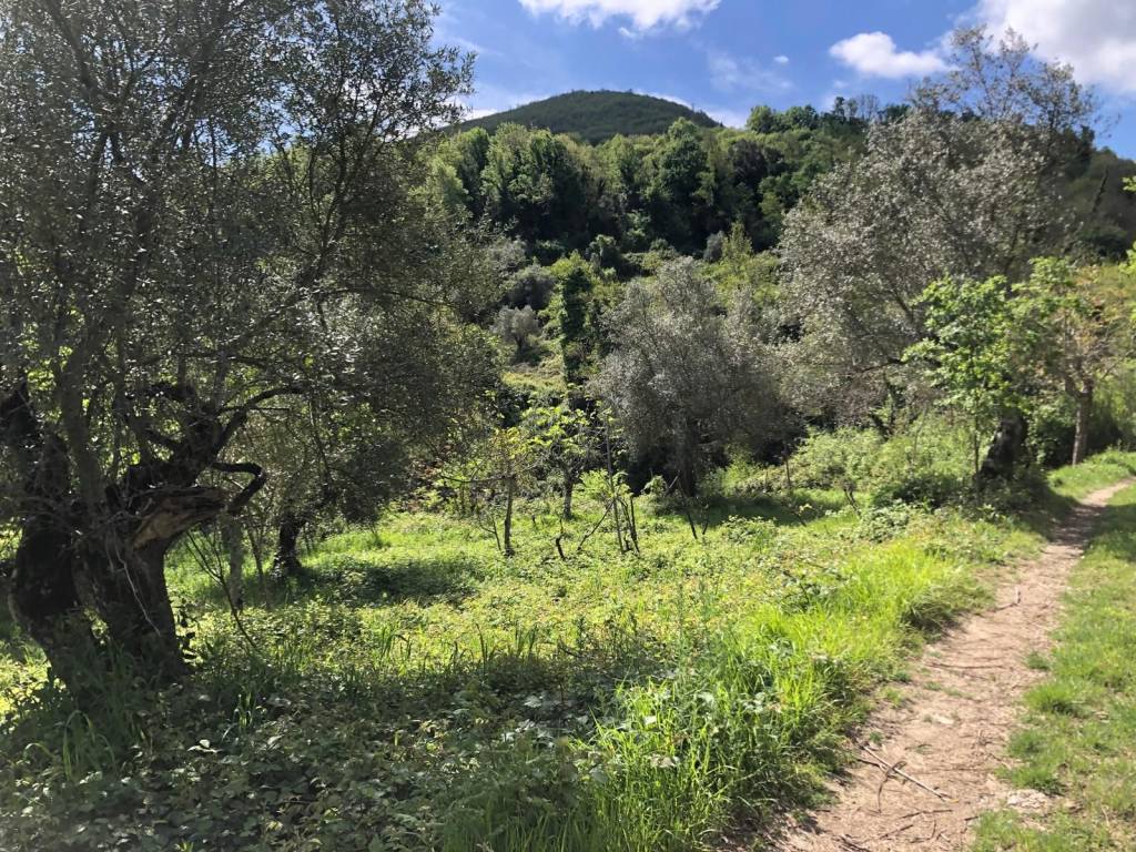 Terreno a Sessa cilento in Via Vittoria - Foto 4