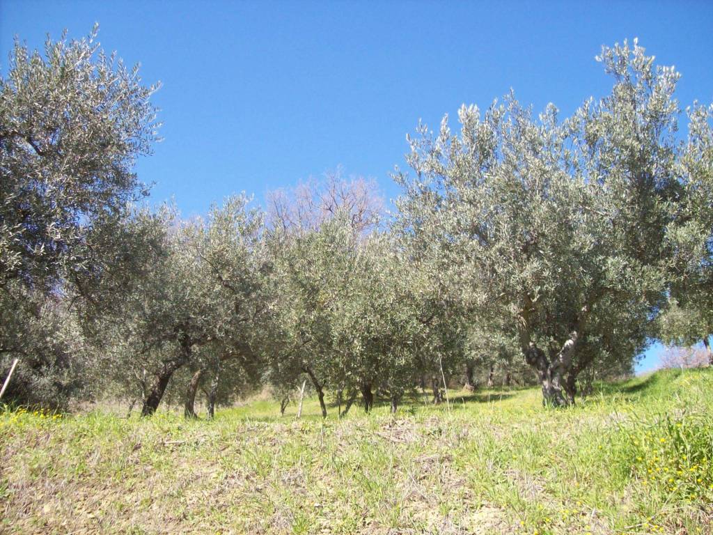 Terreno a Mozzagrogna in Contrada Lucianetti - Foto 2