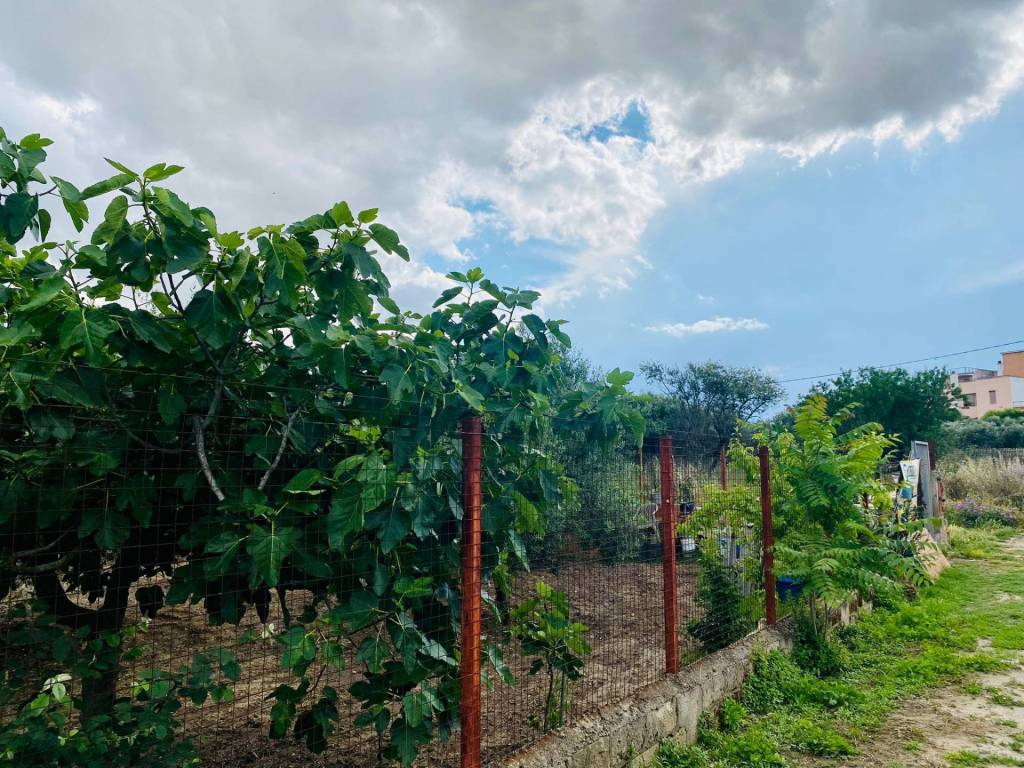 Terreno a Lucera in VIA CARMINE VECCHIO - Foto 3