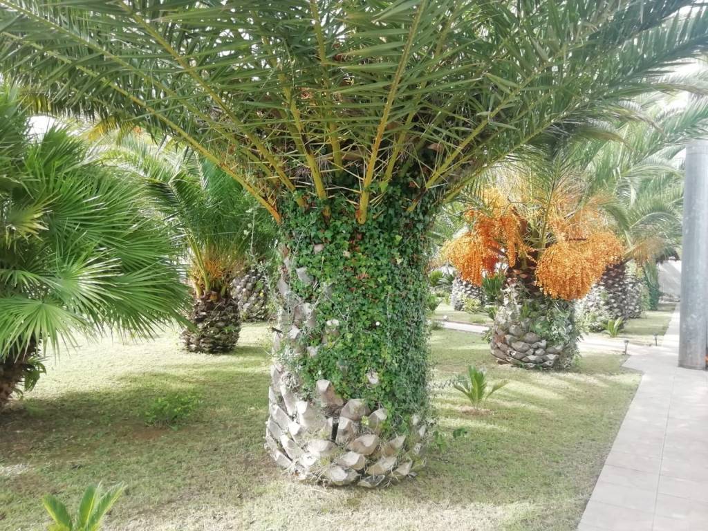 Villa a Donori - Foto 3