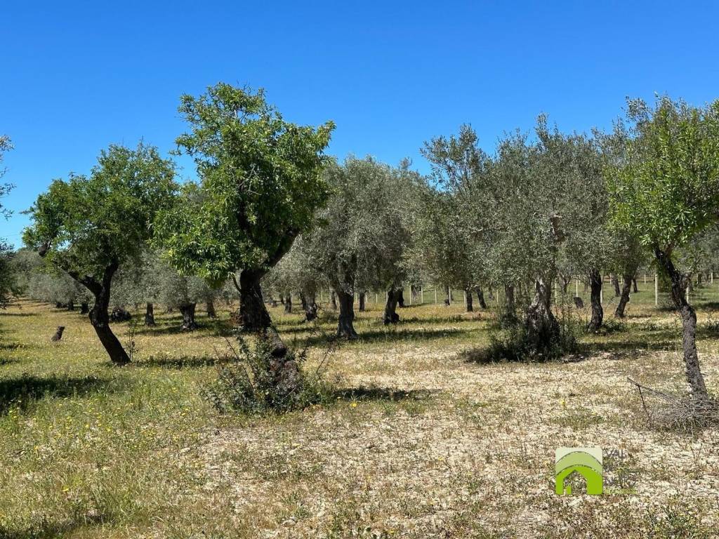 Terreno a Noto in Contrada Vendicari S.N.C. - Foto 3