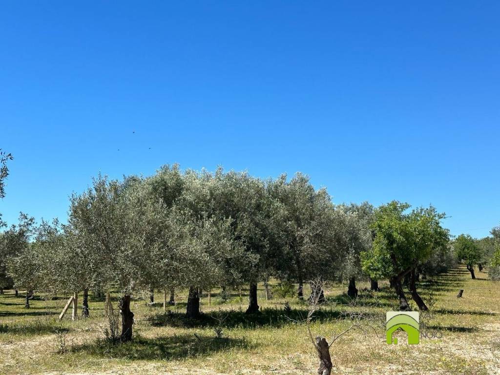 Terreno a Noto in Contrada Vendicari S.N.C. - Foto 4