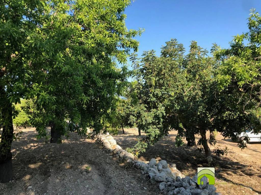 Terreno a Noto in Contrada Lenza Vacche S.N.C. - Foto 5