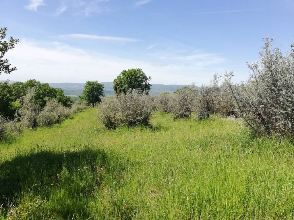 Rustico / casale a Città della pieve - Foto 5
