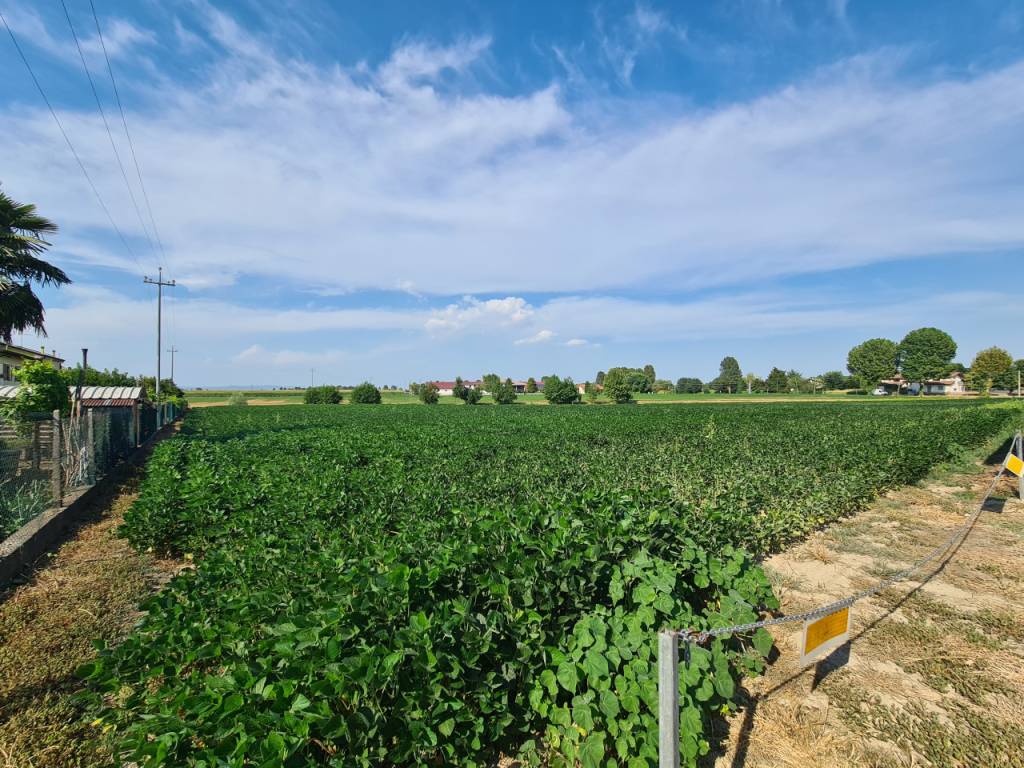 Terreno a Montagnana in VIA LOGNOLO - Foto 3
