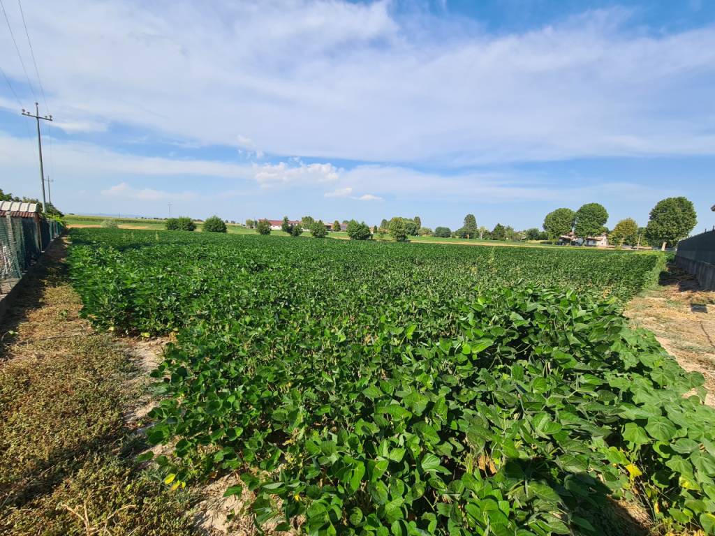 Terreno a Montagnana in VIA LOGNOLO - Foto 4