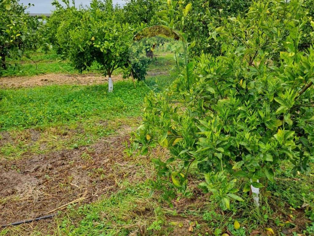 Terreno a Catania - Foto 4