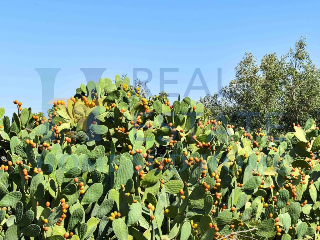 Villa a Noto in Via Tommaso Fazello, 228 - Foto 3
