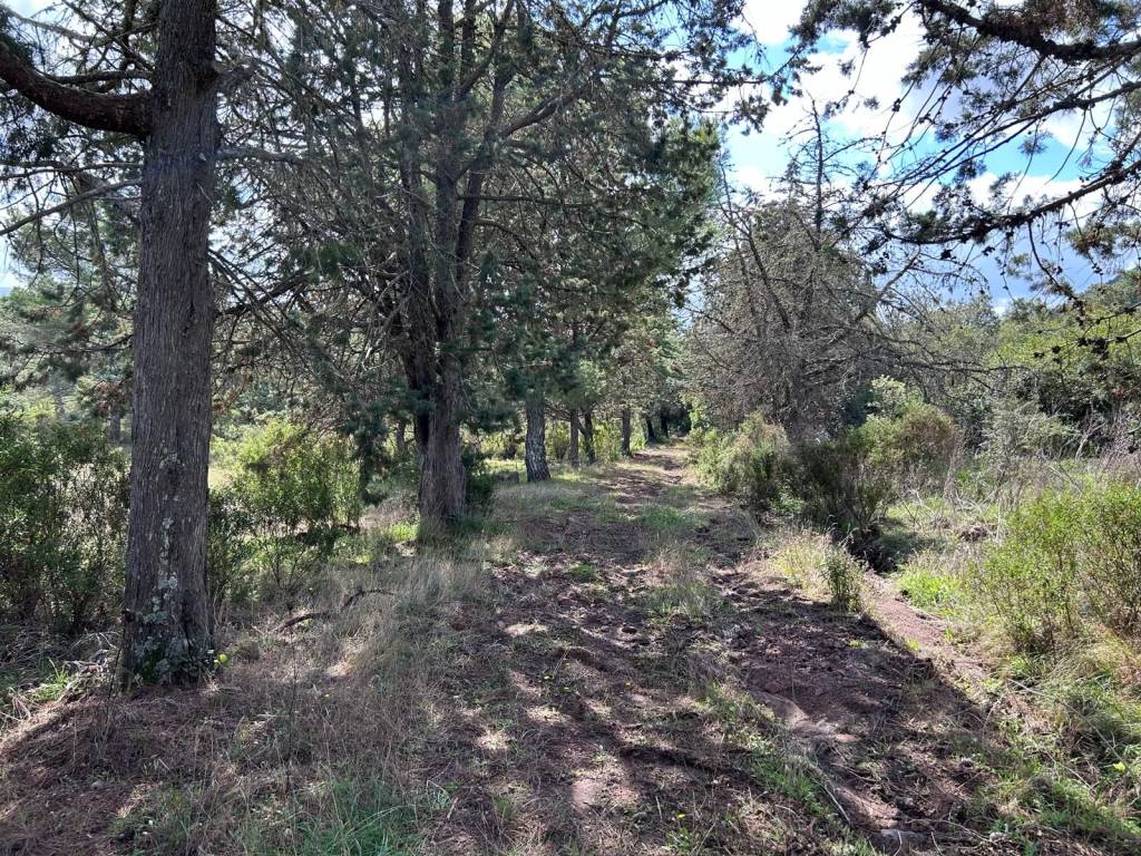Terreno a Villanova monteleone in Strada Statale Nord Occidentale Sarda N. 292 - Foto 3
