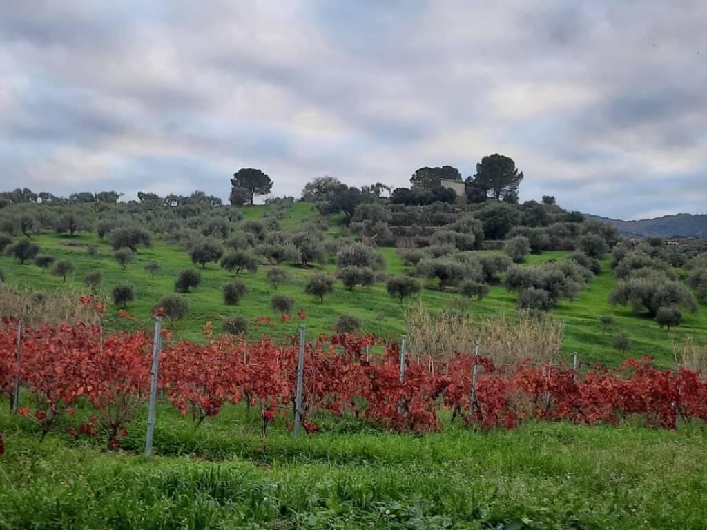 Terreno a Furnari in Contrada Ciurani Masseri - Foto 5