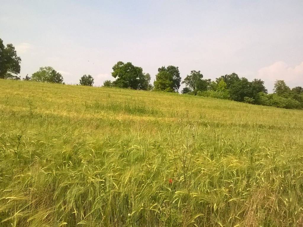 Terreno a Colloredo di monte albano - Foto 3