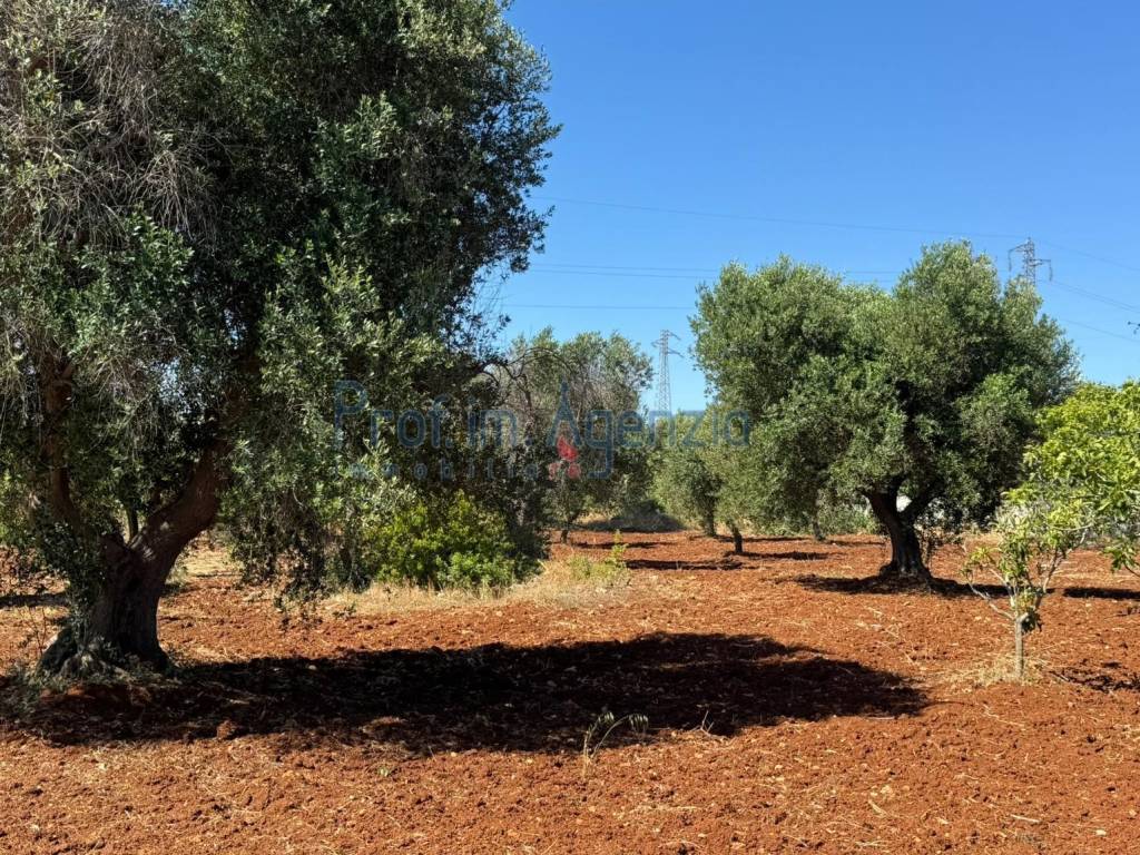 Terreno a Carovigno - Foto 3