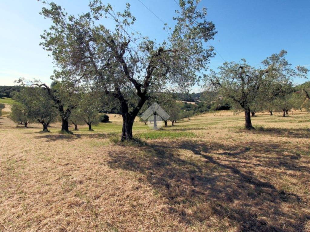 Terreno a Poggio mirteto in Via taragnano - Foto 2