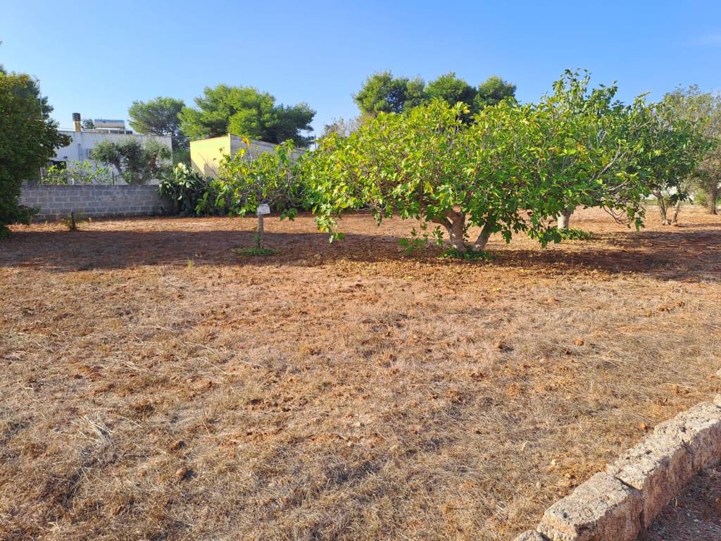Terreno a Nardò in Via Li Santi, 50 - Foto 5