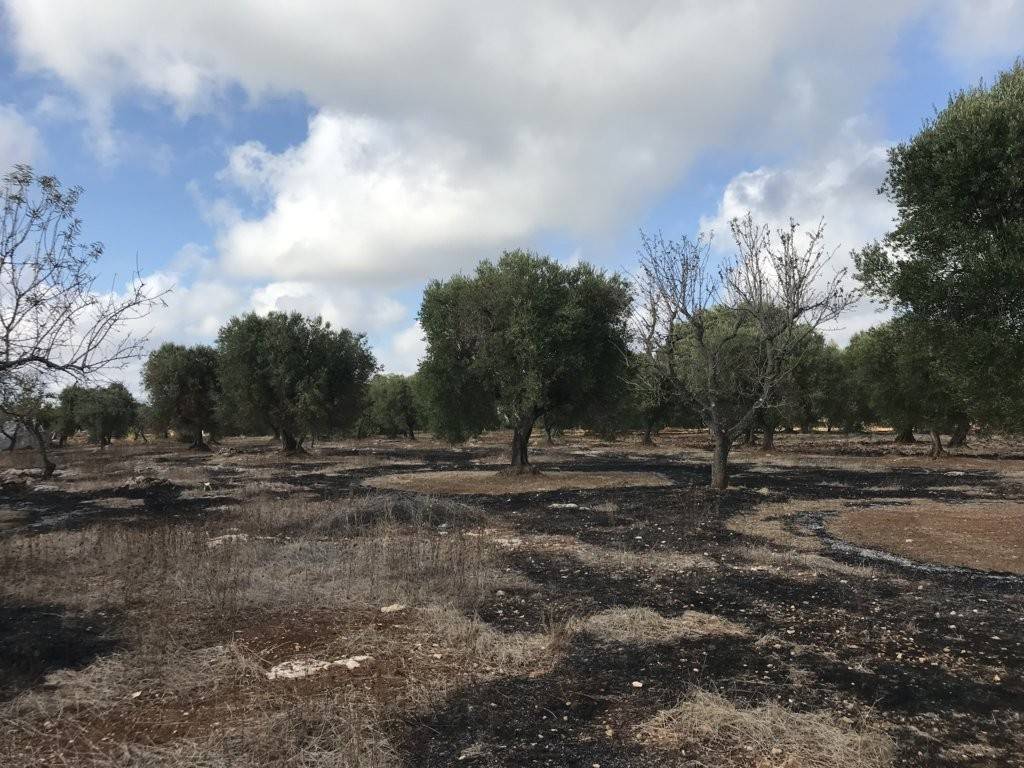 Rustico / casale a Carovigno in Contrada Gaeta Grande - Foto 3