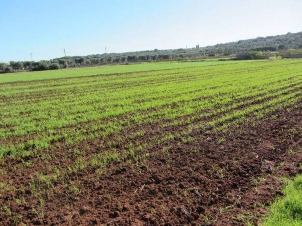 Terreno a Salve - Foto 5