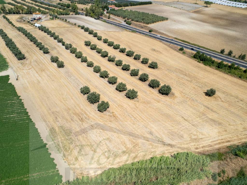 Terreno a Montalto di castro in Località Chiesa Vecchia - Foto 3