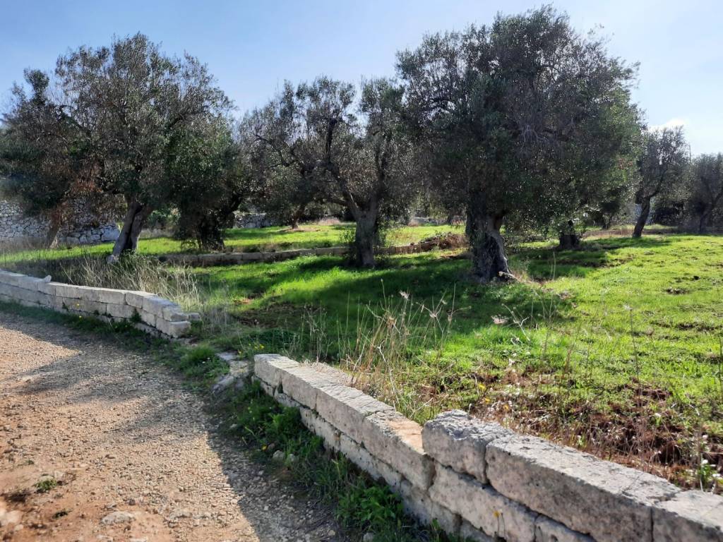 Terreno a Gagliano del capo - Foto 3