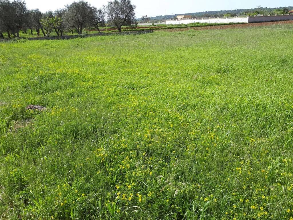 Terreno a Alessano - Foto 3