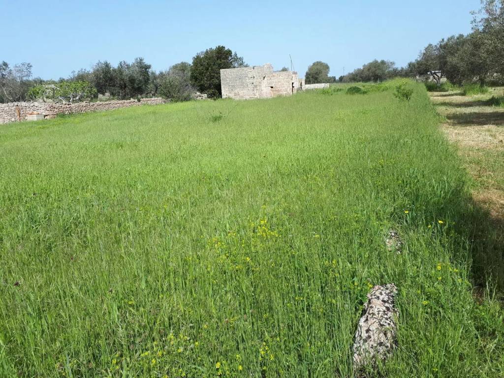 Terreno a Alessano - Foto 4