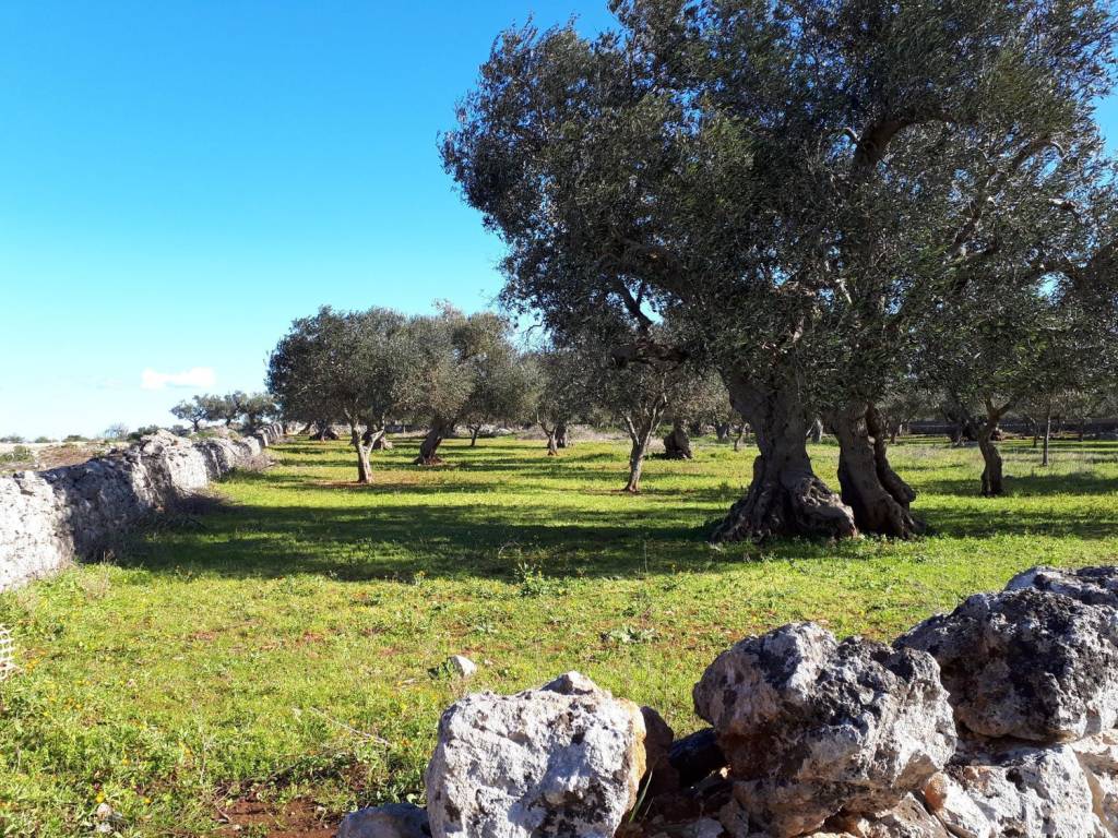 Terreno a Corsano in Via Del Sale S.N.C. - Foto 3