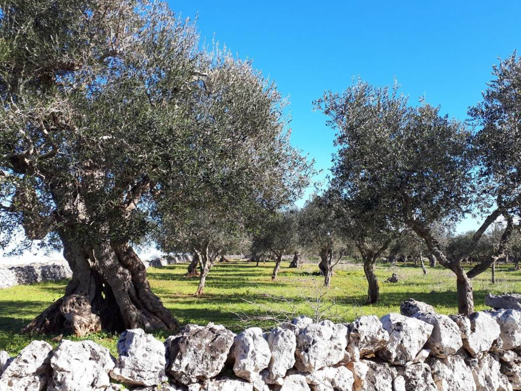 Terreno a Corsano in Via Del Sale S.N.C. - Foto 4