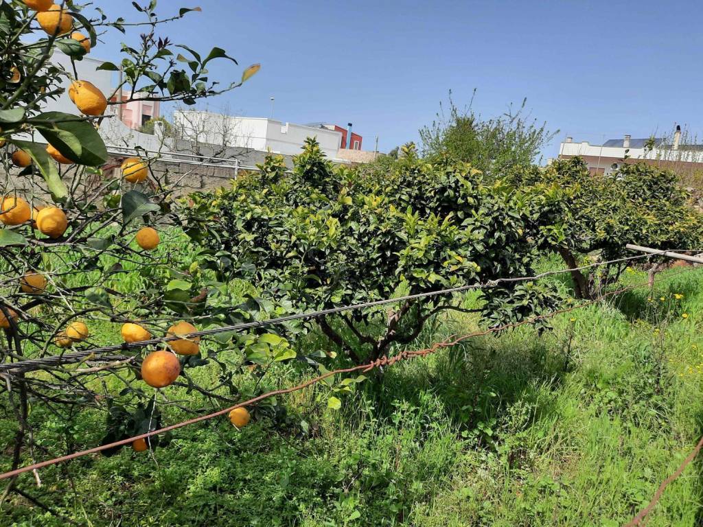 Terreno a Corsano in Via Confalonieri S.N.C. - Foto 3