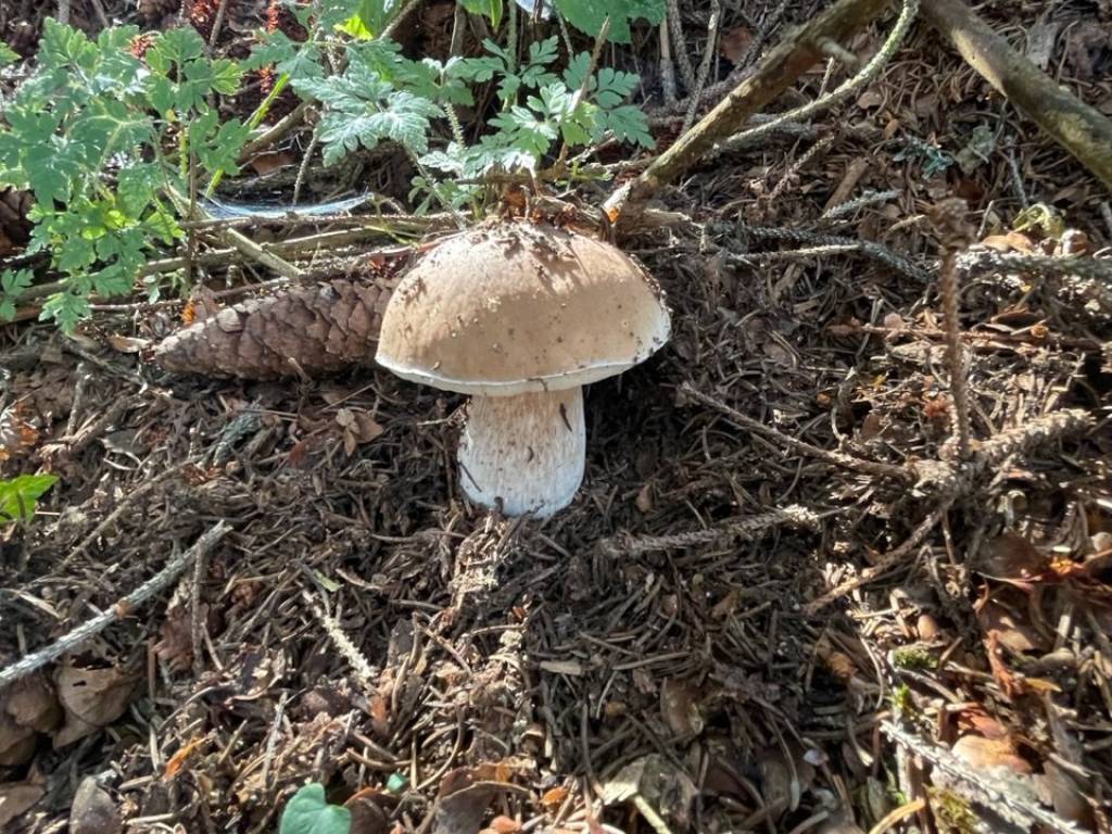 Casa indipendente a Caiolo in Località Beltram - Foto 2