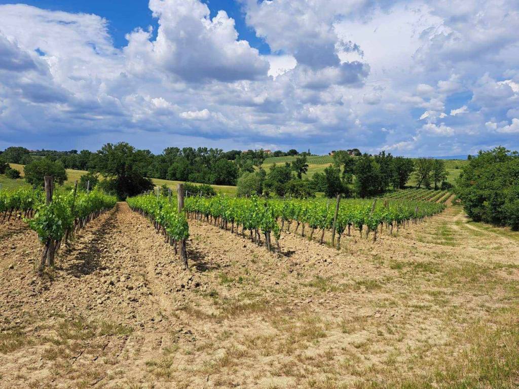 Terreno a Montepulciano - Foto 2