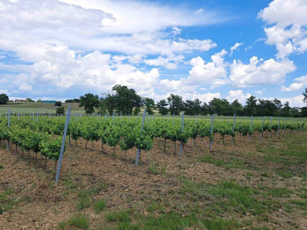 Terreno a Montepulciano - Foto 3