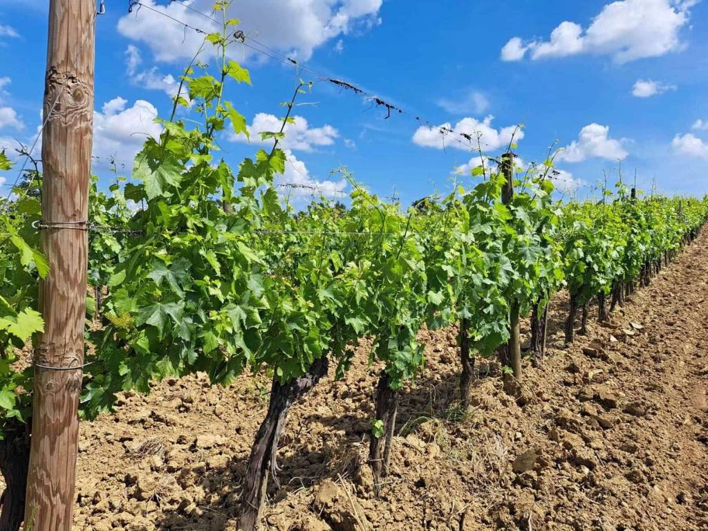 Terreno a Montepulciano - Foto 4