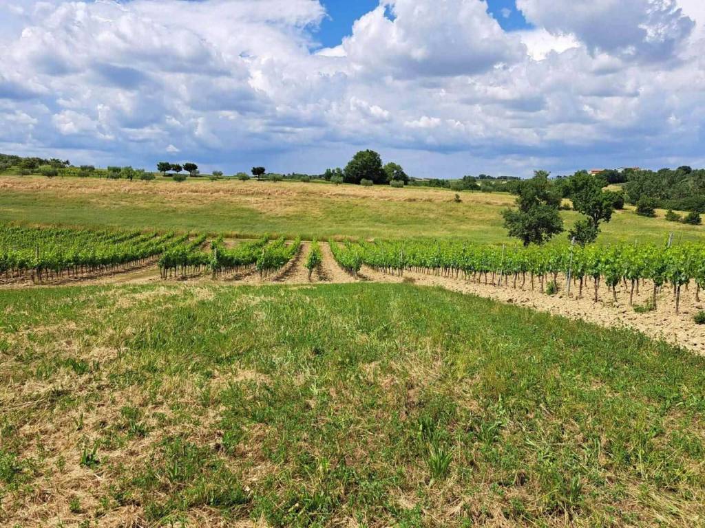 Terreno a Montepulciano - Foto 5