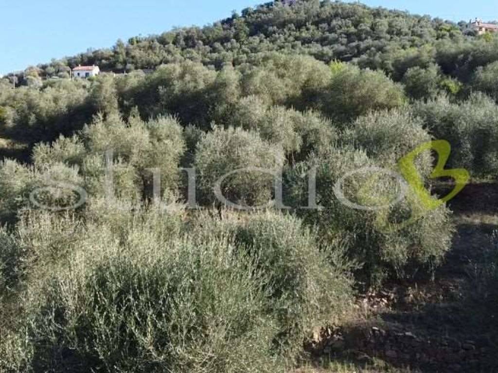 Rustico / casale a Perinaldo in Strada Provinciale, snc - Foto 3