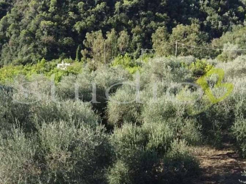 Rustico / casale a Perinaldo in Strada Provinciale, snc - Foto 4