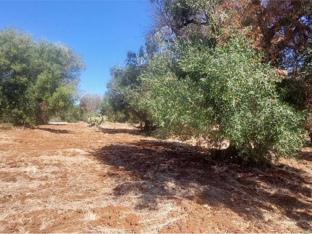 Terreno a Carovigno - Foto 4