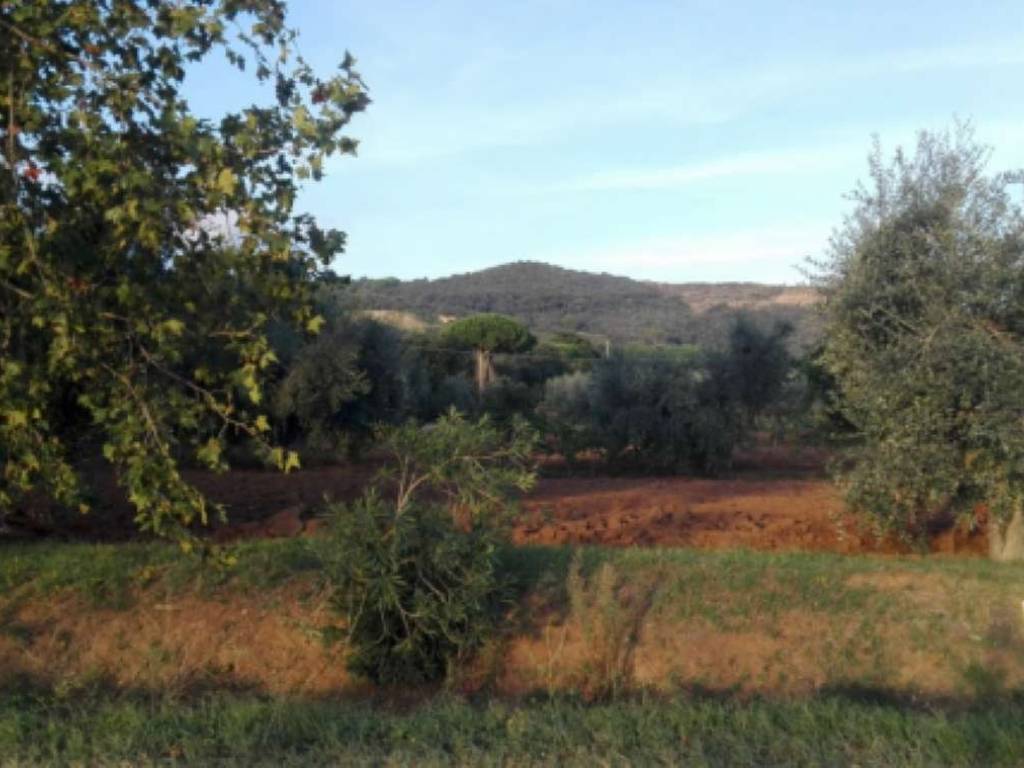 Terreno a Campiglia marittima in Località Ulivastrino - Foto 3