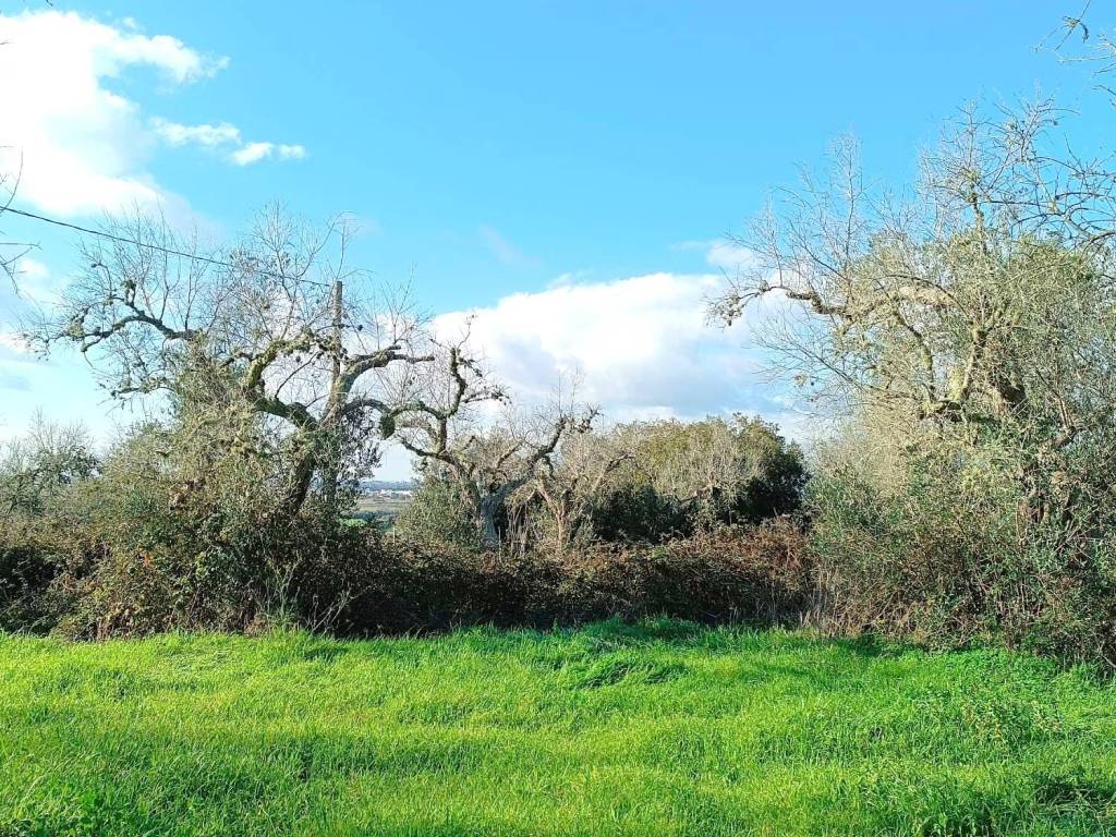 Terreno a Poggiardo in Via Comunale Turri - Foto 2