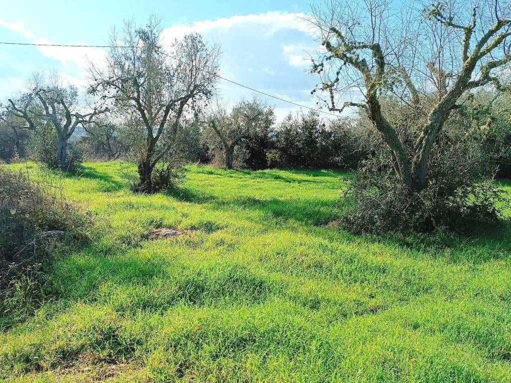 Terreno a Poggiardo in Via Comunale Turri - Foto 4