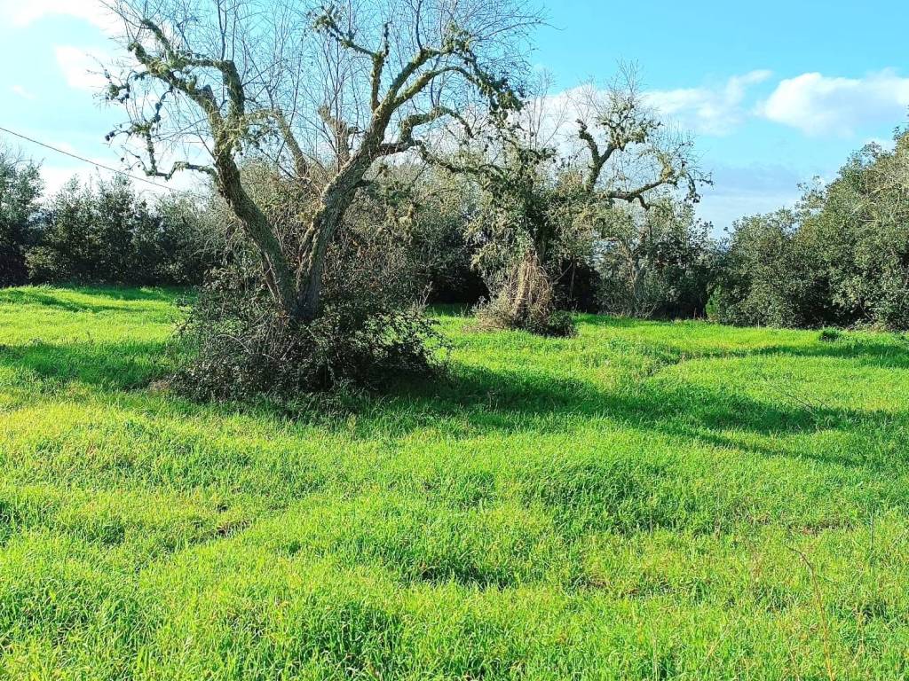 Terreno a Poggiardo in Via Comunale Turri - Foto 5