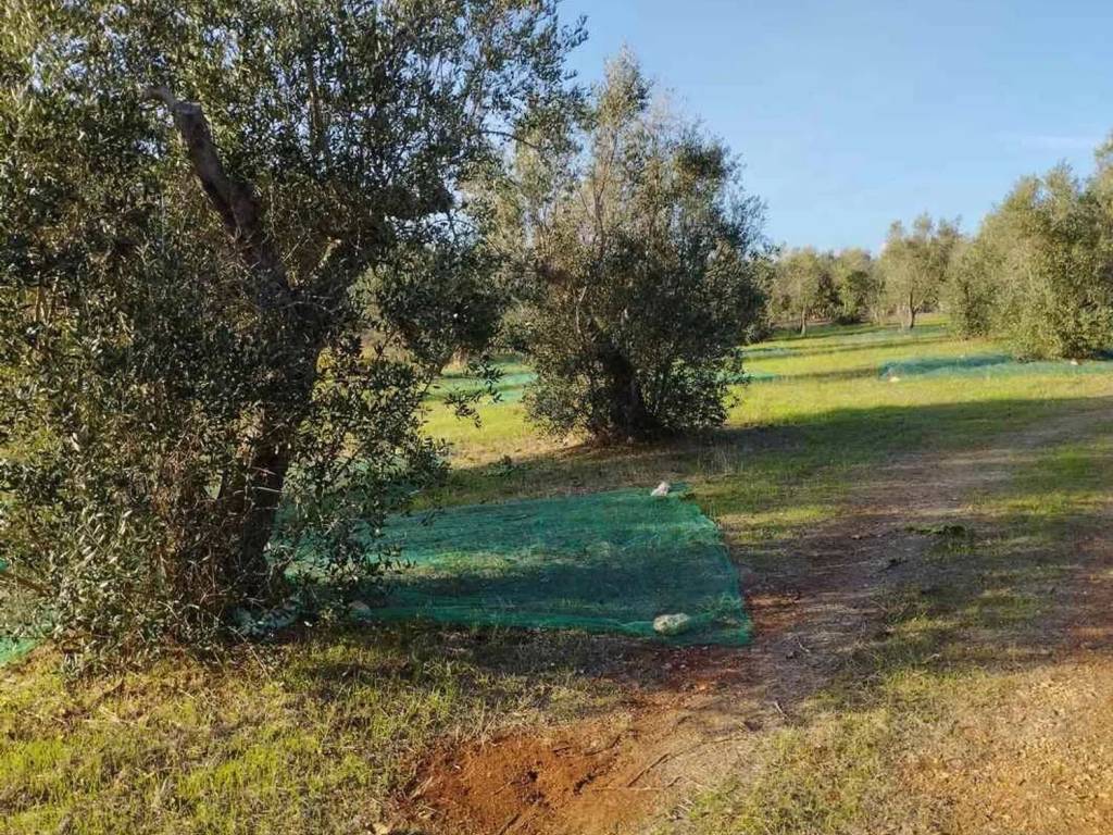 Rustico / casale a Tiggiano in Strada Vicinale Moro S.N.C. - Foto 4