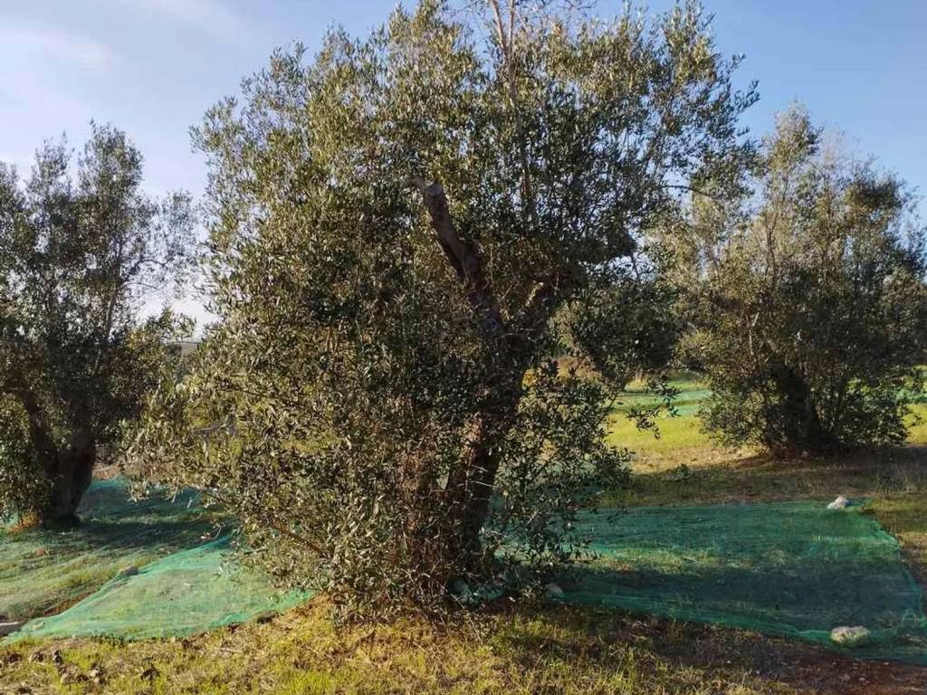 Rustico / casale a Tiggiano in Strada Vicinale Moro S.N.C. - Foto 5