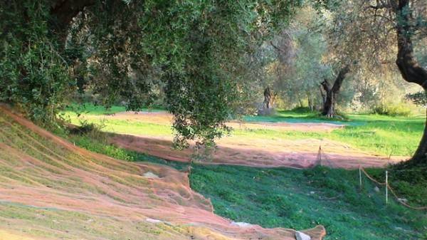 Terreno a Belvedere marittimo in Contrada Olivella - Foto 2
