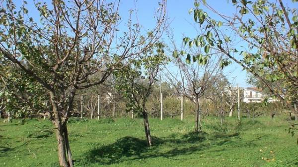Terreno a Scalea in via s.catrina - Foto 2