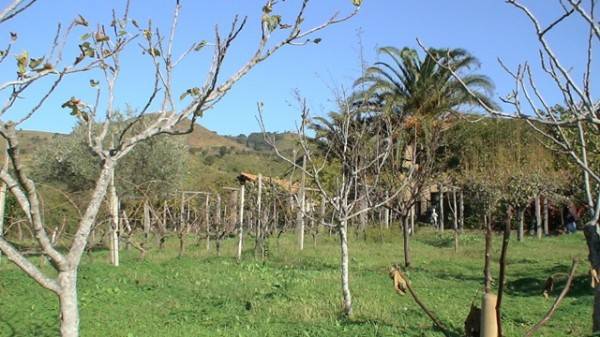 Terreno a Scalea in via s.catrina - Foto 3