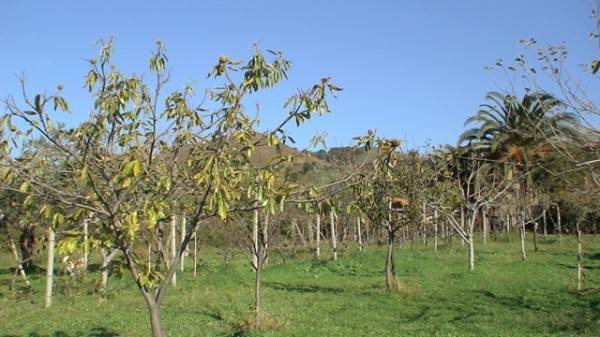 Terreno a Scalea in via s.catrina - Foto 5