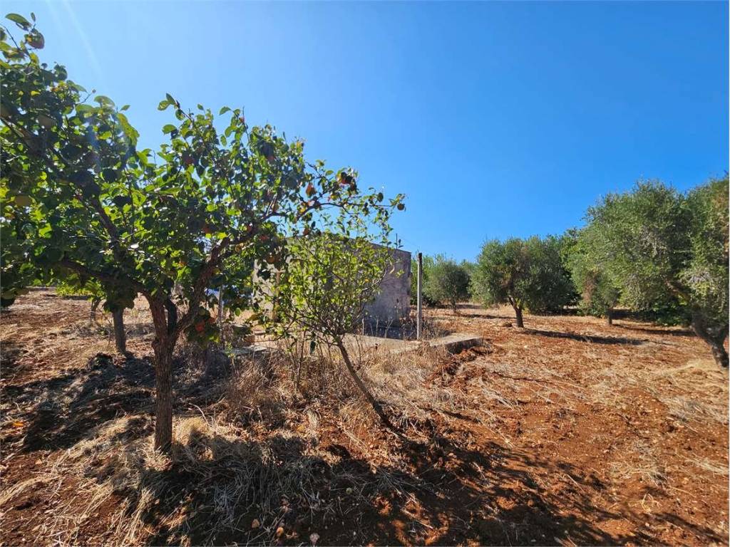 Terreno a Carovigno - Foto 4