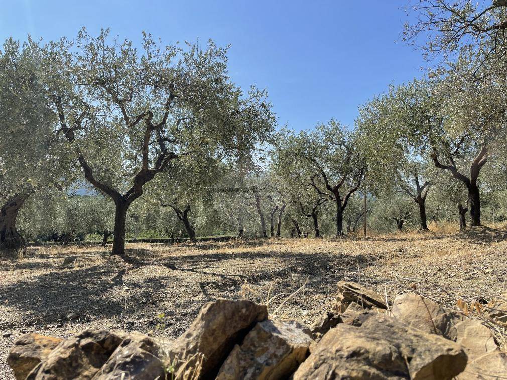 Terreno a Panicale in Viale della Repubblica - Foto 3