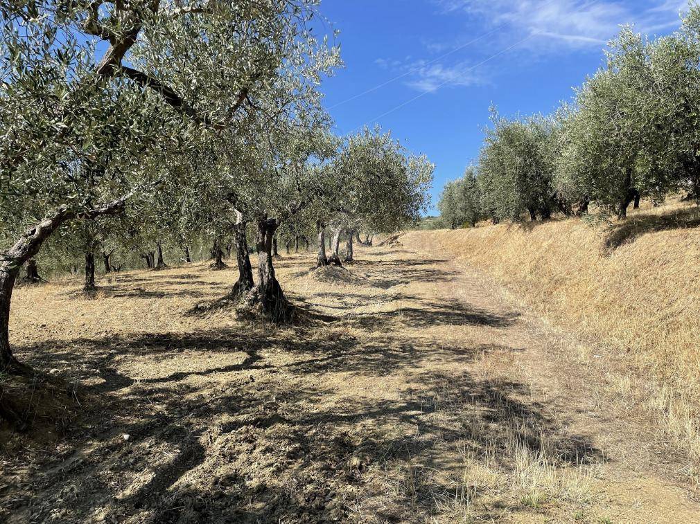 Terreno a Panicale in Viale della Repubblica - Foto 4